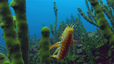 Goofy lake shrimp