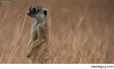Googly-Eyed Meerkats