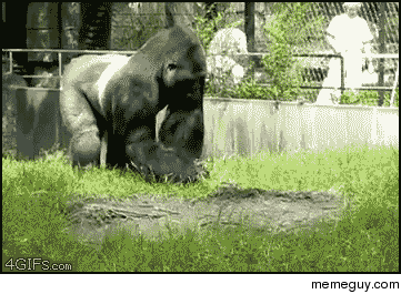 Gorilla version of egging a house