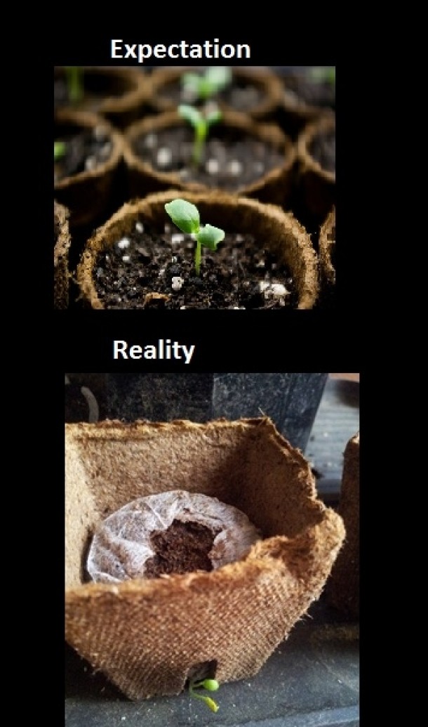 Growing a seedling