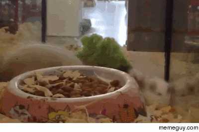 Hamster doing backflips