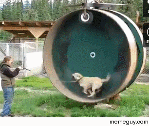 Hamster wheel for dogs