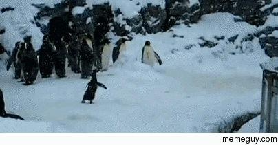 Happiest penguin ever