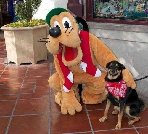 Happy dog meets Pluto