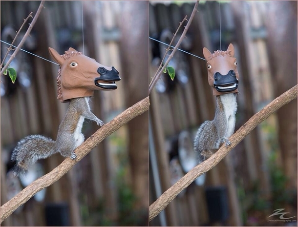 Has science gone too far Horse head squirrel feeder