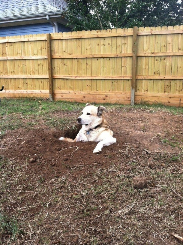 He loves digging holes and then sitting in them and staring at everybody