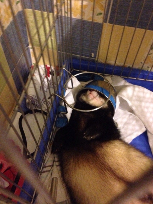 Helmet ferret sleeps with a bowl on her head