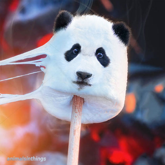 Heres a toasted panda-marshmallow hybrid I made for you