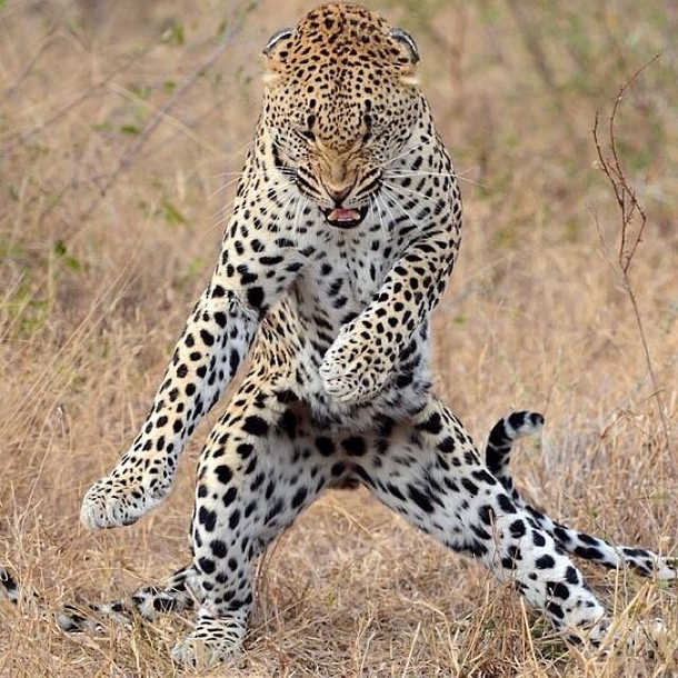 Hes got them moves like jaguar