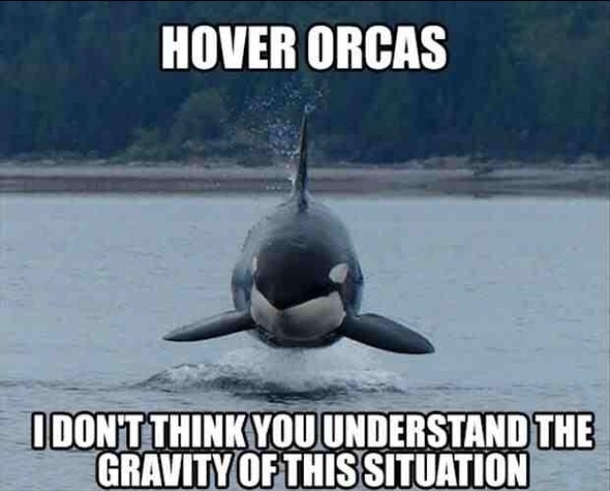 Hover orcas