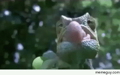 How chameleons catch their prey