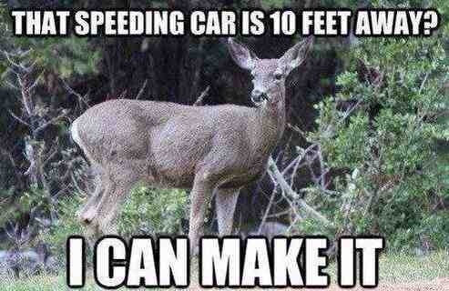 How deer seem to think up in Canada