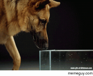 How dogs truly drink water in slow mo