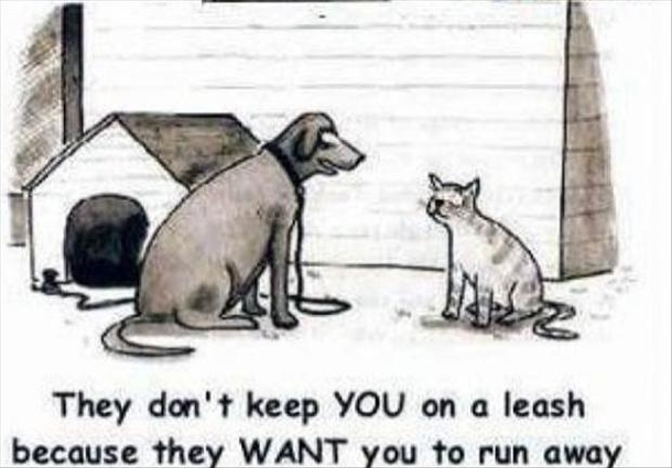 How dogs try to rationalize