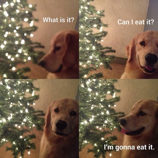 How our dog see Christmas ornaments