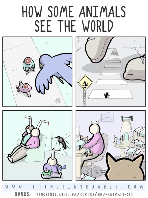 how some animals see the world