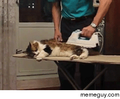 How to straighten out your cat