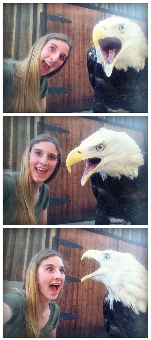How to take selfies with a bald eagle