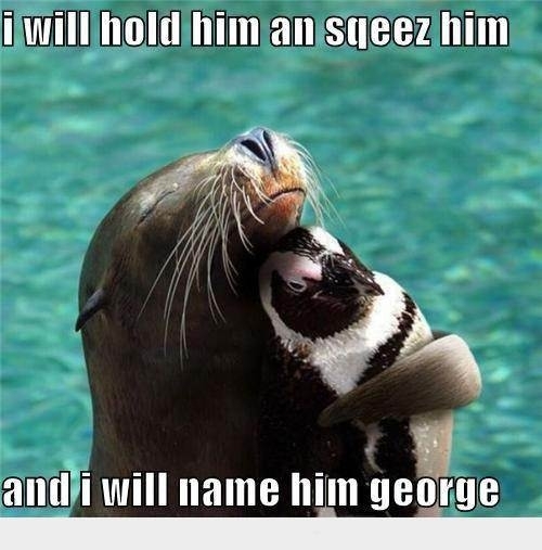 humor seal sea lion hugging cuddling penguin