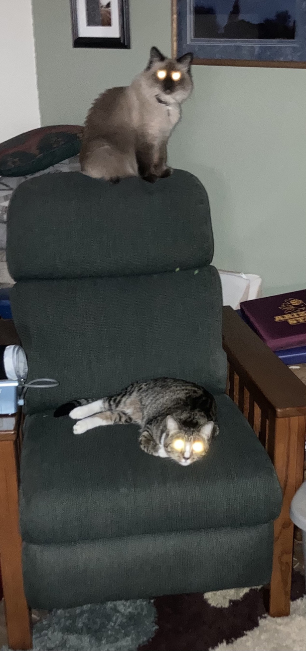 I attempted to take a picture of my kitties together I got LASER EYES instead