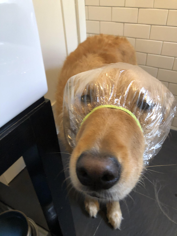 I bought a shower cap for my dog Riker He still hasnt forgiven me
