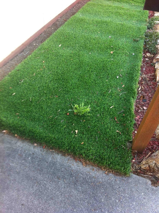 I bought fake grass because I am bad at gardening I am not that bad Never mind I suck