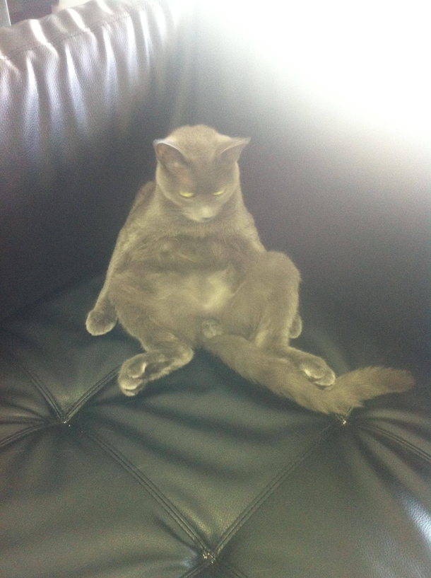 I come home every day from work to find my roommate sitting like this on the couch High on catnip watching daytime television He doesnt contribute or say thank you for anything Not sure how to confront him