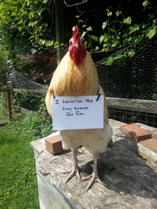 I figured Id try my hand at chicken shaming
