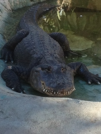 I found a derpy alligator at the zoo