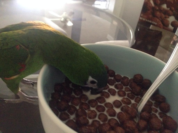 I get up for one second and he steals my cereal