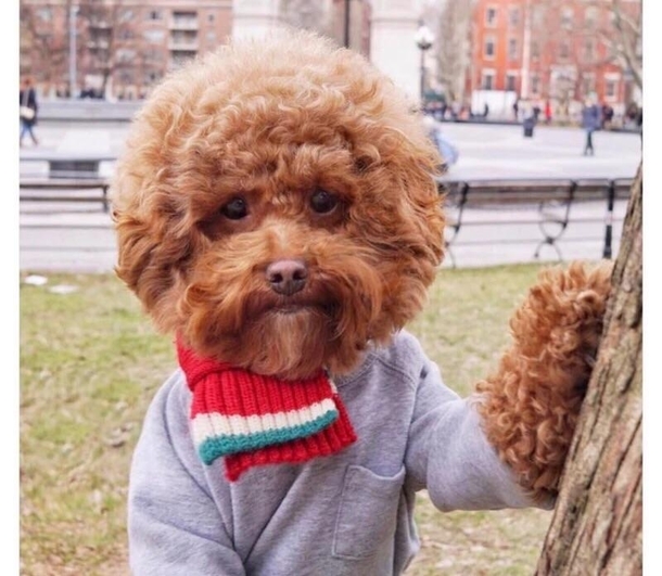 I hate when I have to pick up Dog Ross happy little accidents in the park