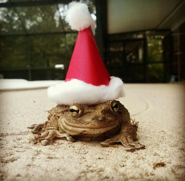 I heard you guys liked frogs in hats so heres my fiancs pet frog Ursula celebrating the holidays