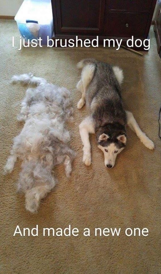 I just brushed my dog and made a new one