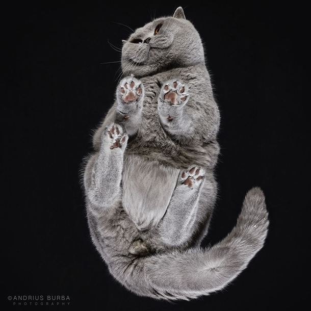 I Photograph Cats From Underneath 