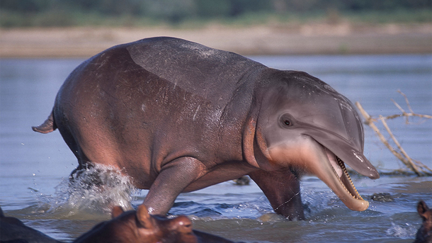 I photoshopped a dolphin and a hippo together