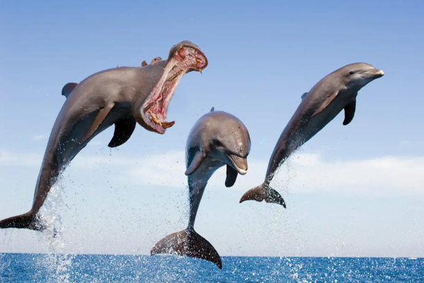 I photoshopped a hippo and a dolphin together
