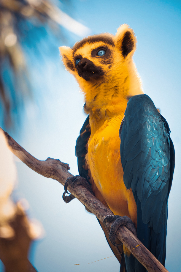 I photoshopped a Lemur amp BlueYellow Macaw together