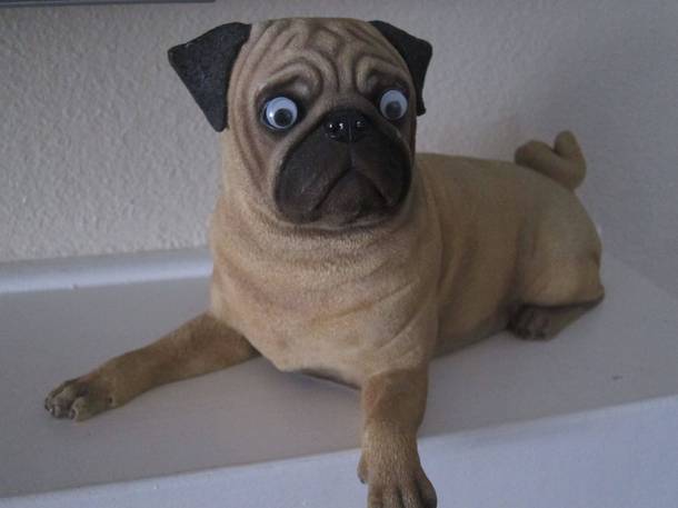 I put googly eyes on a pug I cant even tell the difference