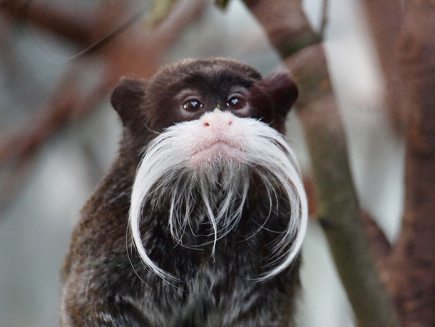 I see your Mustache Bird and raise you a Mustache Monkey