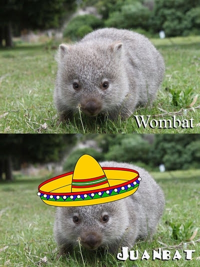 I teach programming I use Juan when I need a user name in examples and wombat when I need a noun Today one of my students handed me this