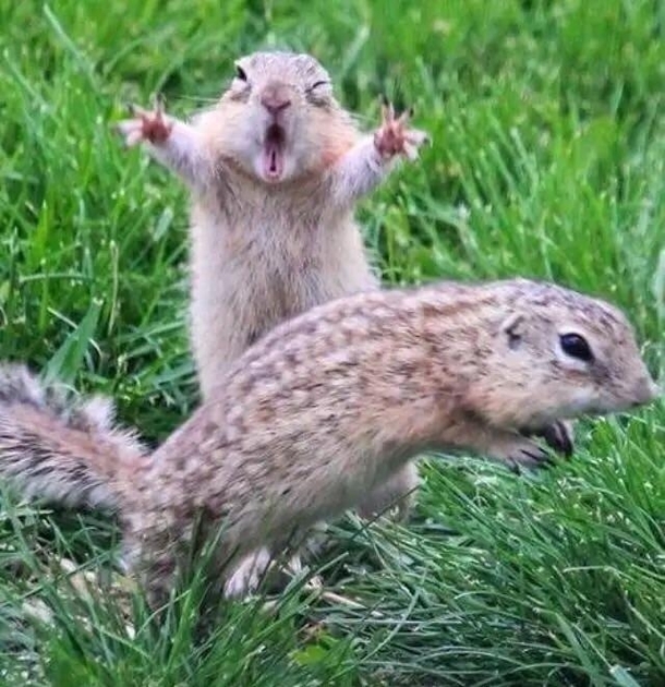 I think one of the squirrels in this photo is on something