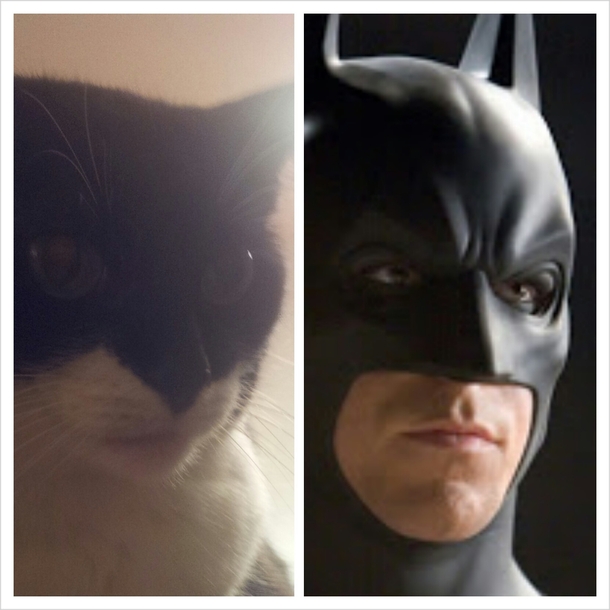 I thought my girlfriends cat looked familiar