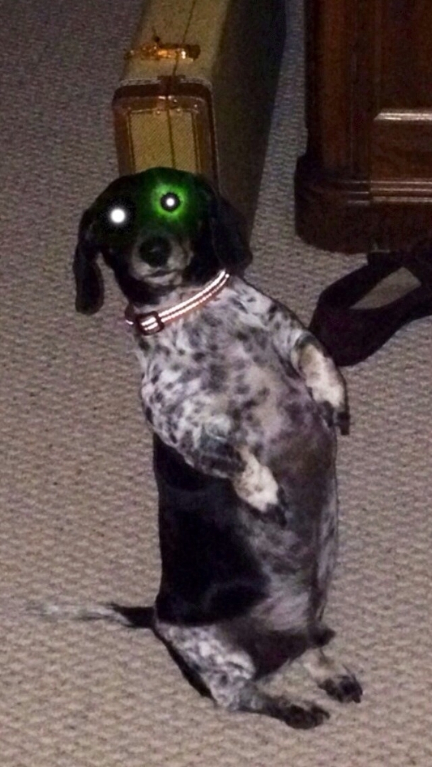 I tried to remove my dogs green eyes in the photo and ended up creating a dachshund cyborg