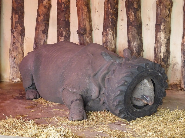 I went to the zoo but the Rhino was tired
