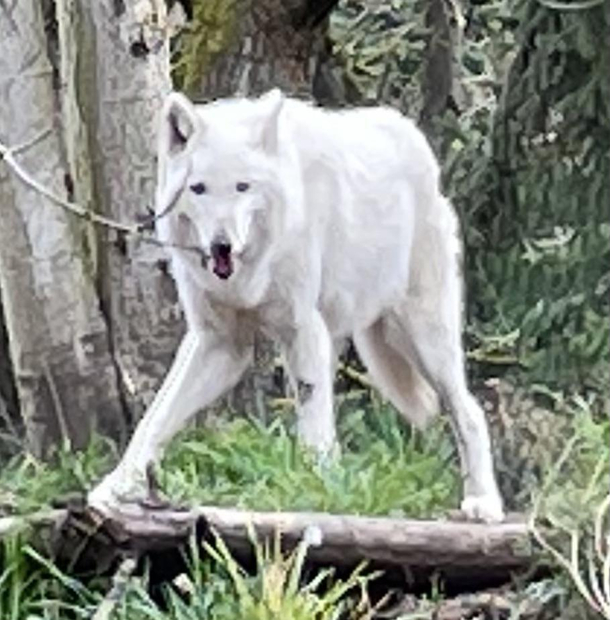 I went to the zoo today and the very first photo I took made the wolf look like a messed up painting
