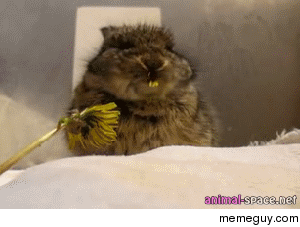 if you feel sad right now look at this bunny eating flower