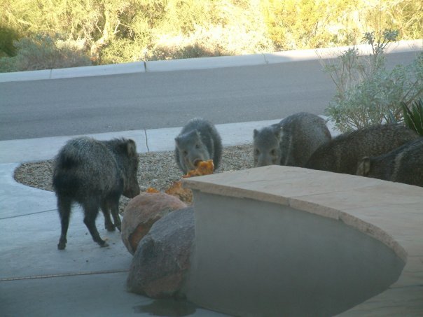 Ill see your moose eating a pumpkin and raise you a pack of javelina enjoying my jack o lantern