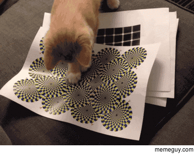 Illusions work on cats too