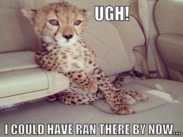 Impatient cheetah