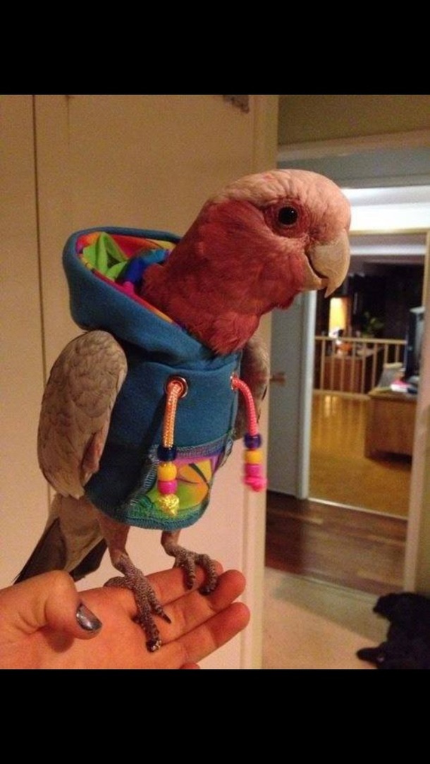 In case you had never seen one heres a bird wearing a hoodie